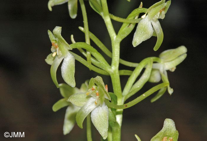 Platanthera holmboei