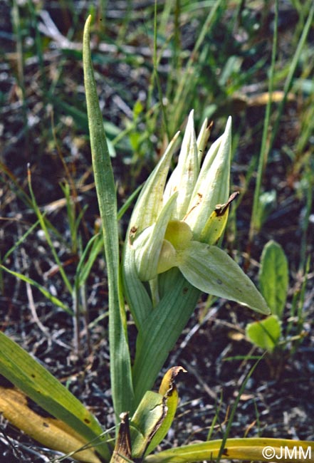 Serapias levantina f. alba