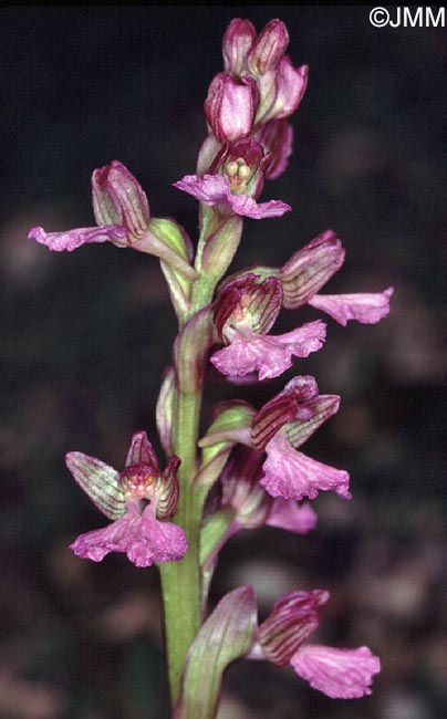 Vermeulenia palaestina