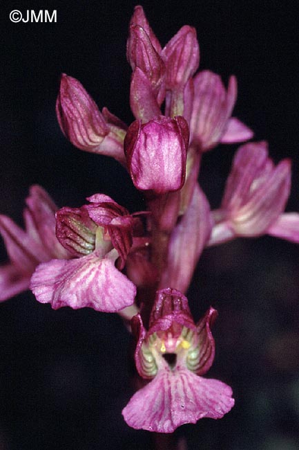 Vermeulenia palaestina