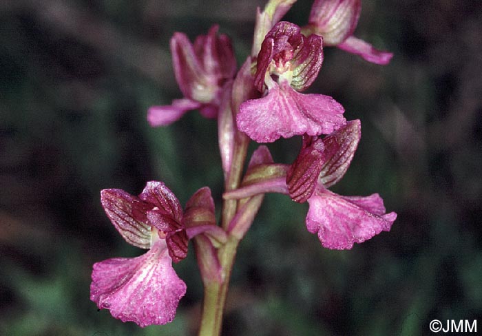 Vermeulenia palaestina