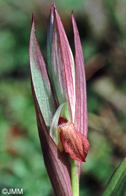 Serapias vomeracea