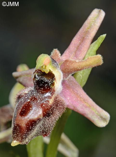 Ophrys archipelagi