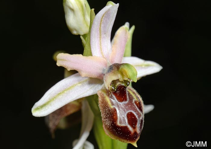 Ophrys archipelagi