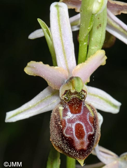 Ophrys archipelagi