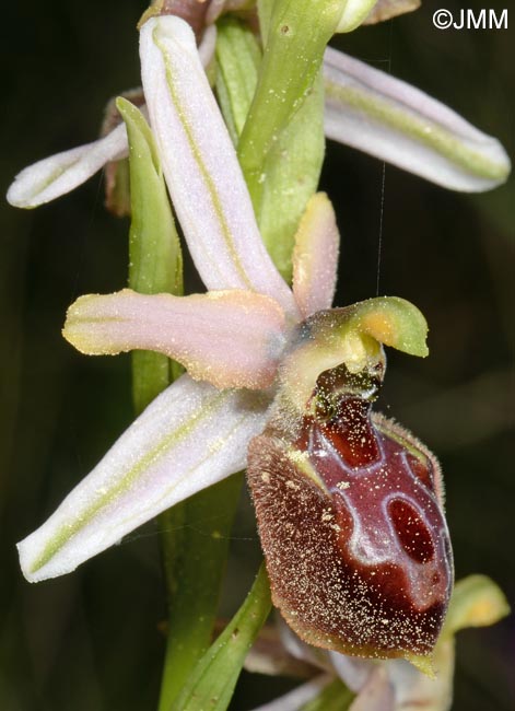 Ophrys archipelagi