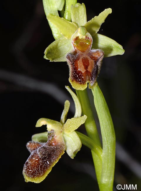 Ophrys grammica