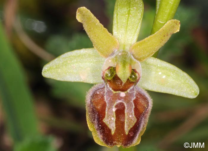 Ophrys incantata