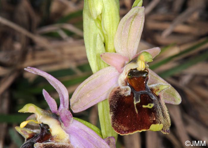 Ophrys istriensis