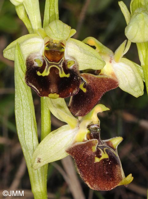 Ophrys istriensis
