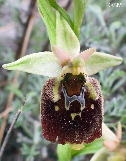 Ophrys istriensis