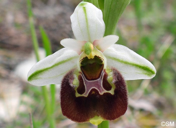 Ophrys istriensis