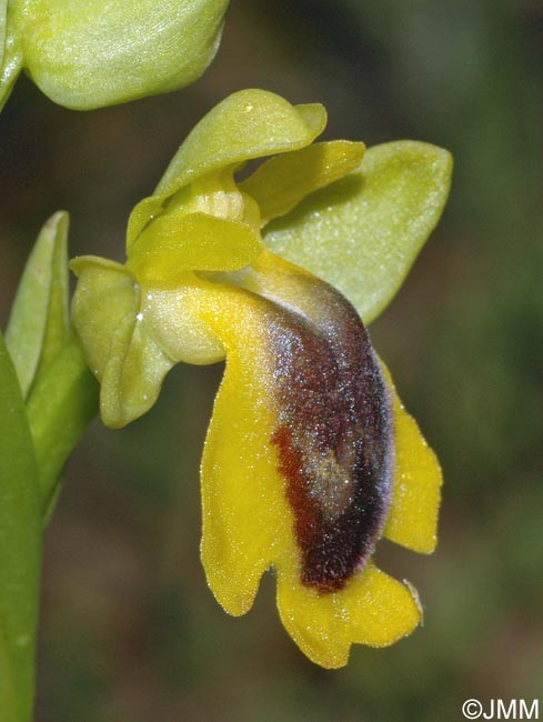 Ophrys hellenica