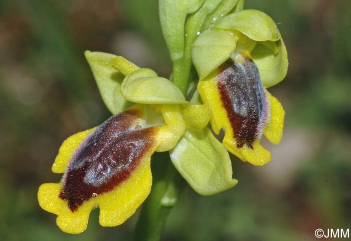 Ophrys hellenica