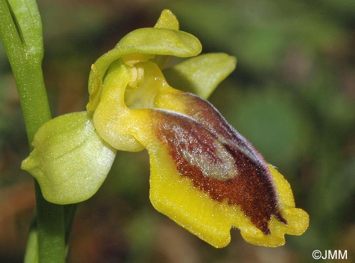 Ophrys hellenica