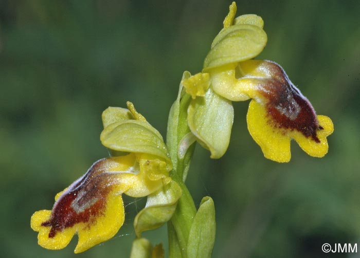Ophrys hellenica