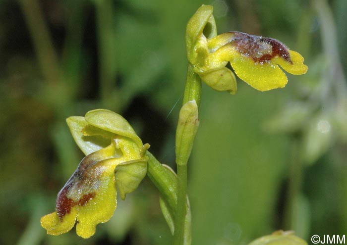 Ophrys hellenica