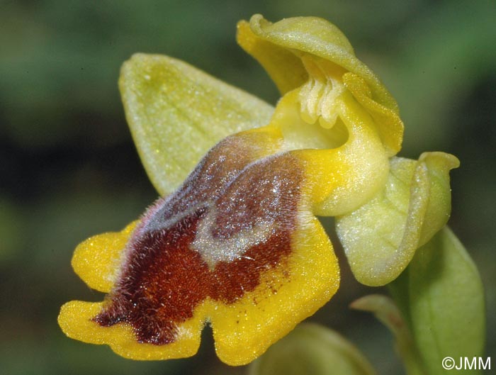 Ophrys hellenica