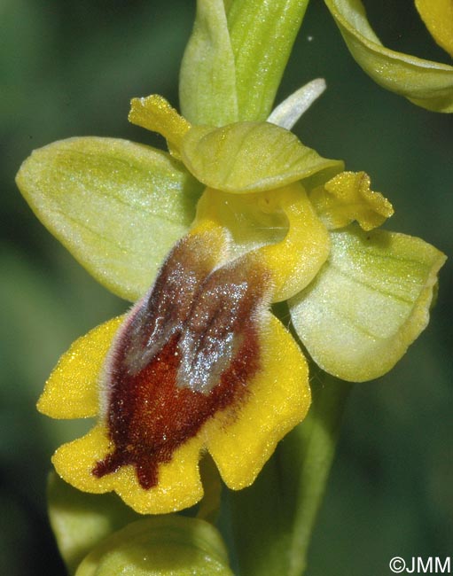 Ophrys hellenica
