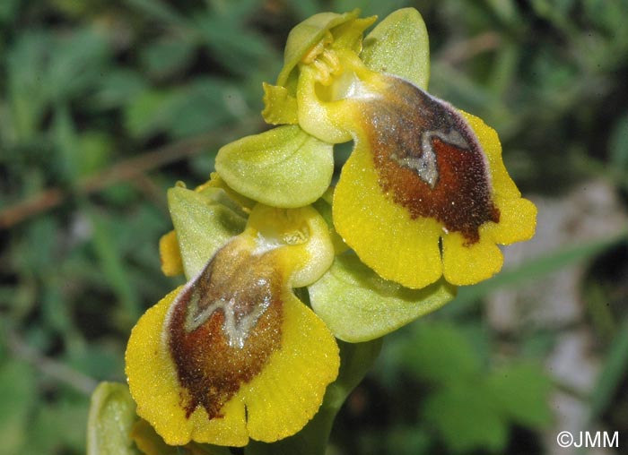 Ophrys lutea