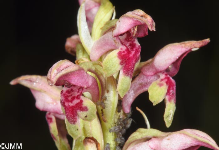 Orchis fragrans = Anteriorchis fragrans = Anacamptis coriophora subsp. fragrans = Anteriorchis fragrans = Anacamptis fragrans