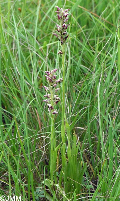 Orchis fragrans = Anteriorchis fragrans = Anacamptis coriophora subsp. fragrans = Anteriorchis fragrans = Anacamptis fragrans