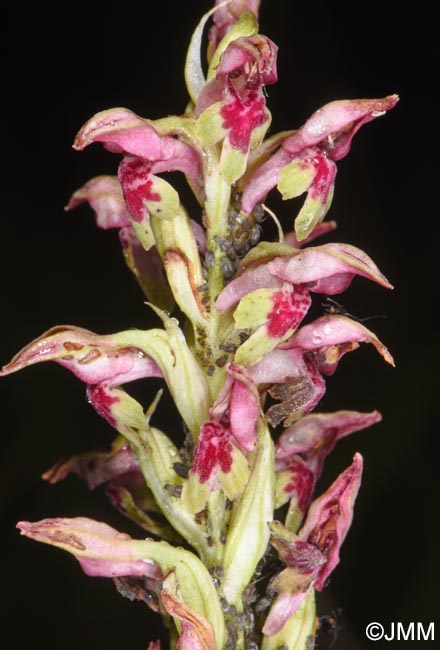 Orchis fragrans = Anteriorchis fragrans = Anacamptis coriophora subsp. fragrans = Anteriorchis fragrans = Anacamptis fragrans