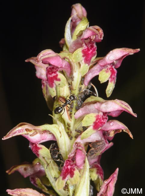 Orchis fragrans = Anteriorchis fragrans = Anacamptis coriophora subsp. fragrans = Anteriorchis fragrans = Anacamptis fragrans