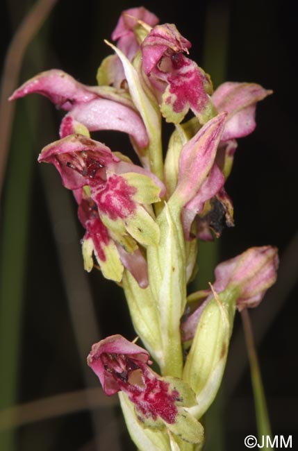 Orchis fragrans = Anteriorchis fragrans = Anacamptis coriophora subsp. fragrans = Anteriorchis fragrans = Anacamptis fragrans