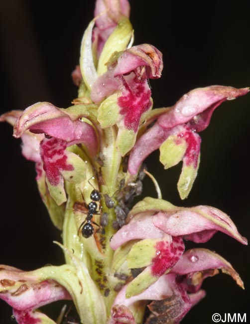 Orchis fragrans = Anteriorchis fragrans = Anacamptis coriophora subsp. fragrans = Anteriorchis fragrans = Anacamptis fragrans