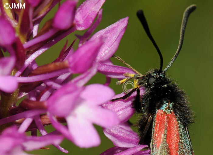 Anacamptis pyramidalis & Zygaena purpuralis