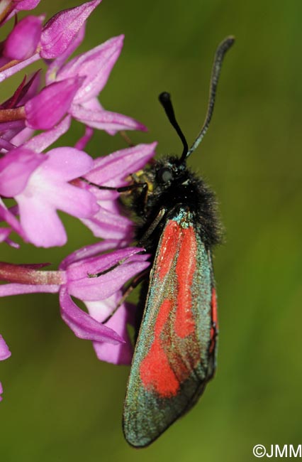 Anacamptis pyramidalis & Zygaena purpuralis