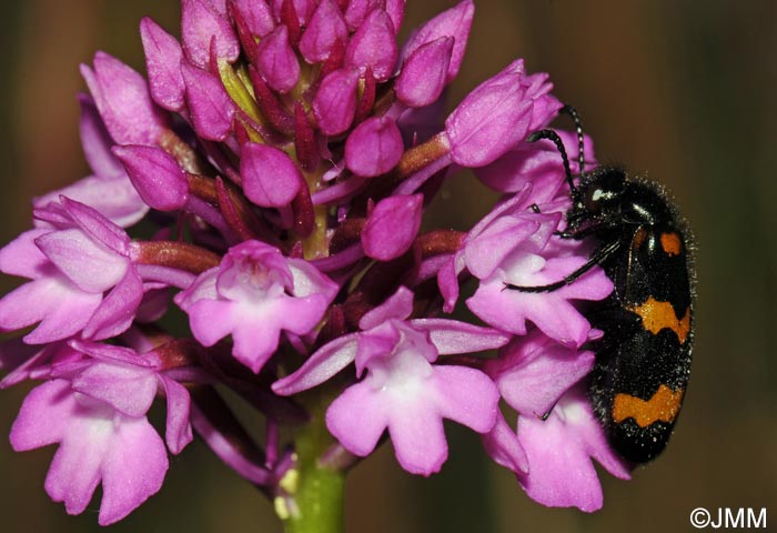 Anacamptis pyramidalis