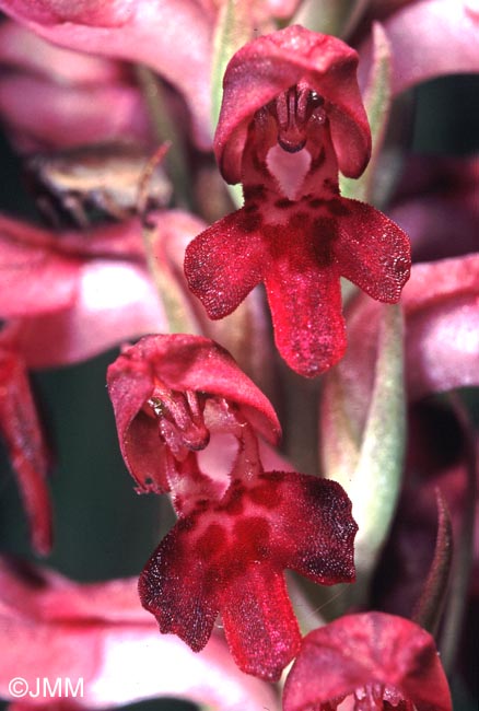 Anteriorchis fragrans