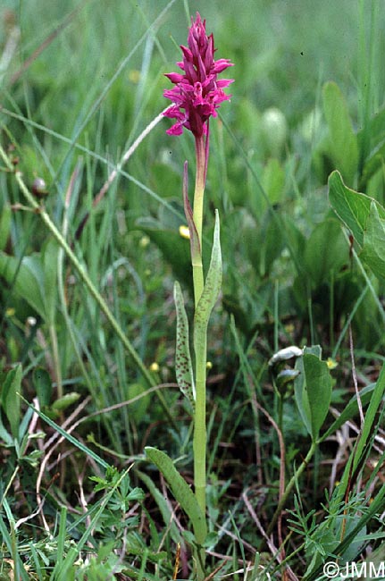 Dactylorhiza incarnata var. haematodes