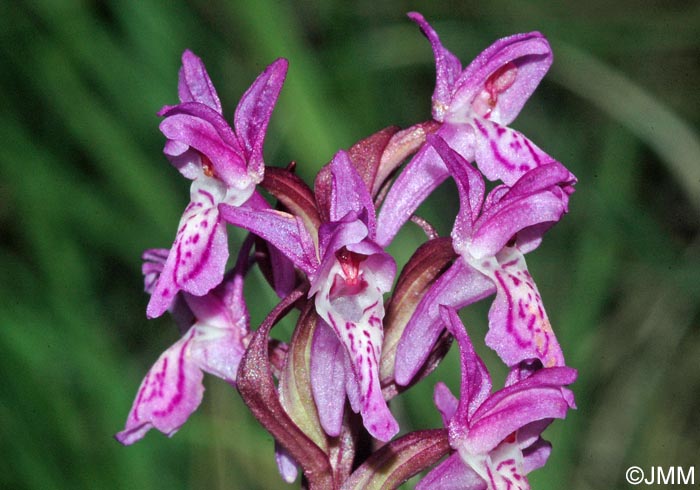 Dactylorhiza incarnata var. haematodes