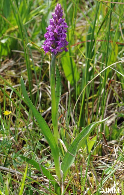 Dactylorhiza incarnata var. haematodes