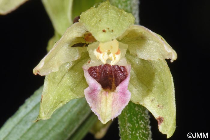 Epipactis neglecta