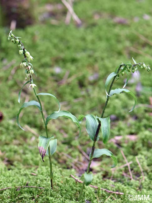 Epipactis neglecta