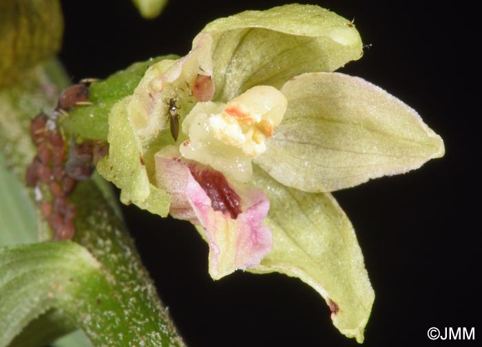 Epipactis neglecta