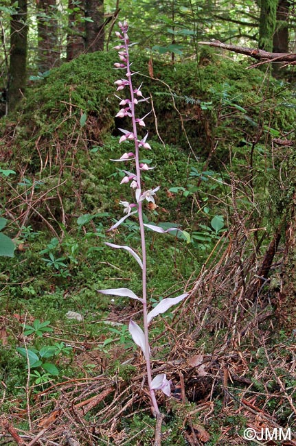 Epipactis purpurata f. rosea