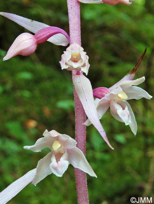 Epipactis purpurata f. rosea