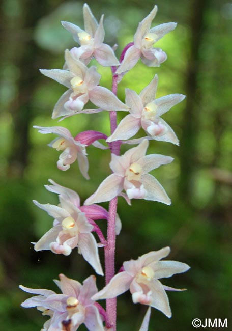 Epipactis purpurata f. rosea