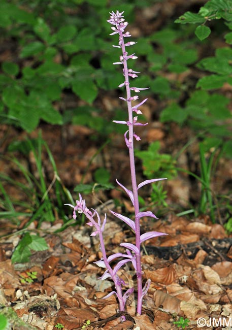 Epipactis purpurata f. rosea