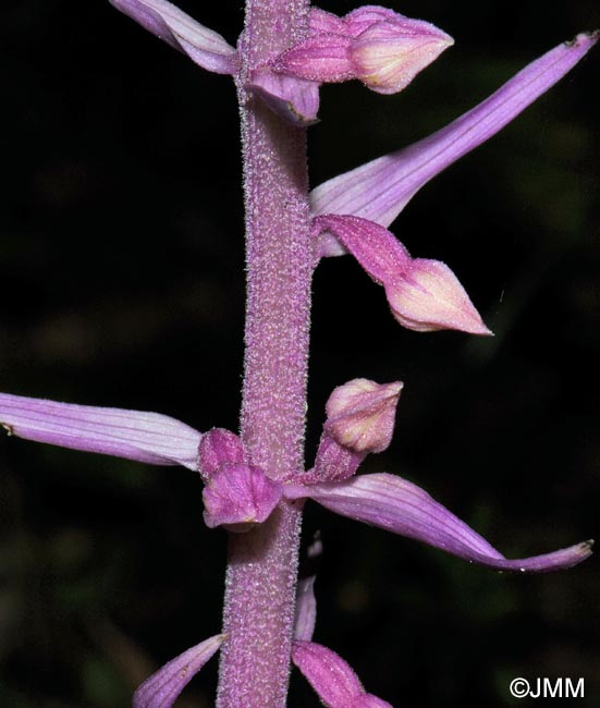 Epipactis purpurata f. rosea