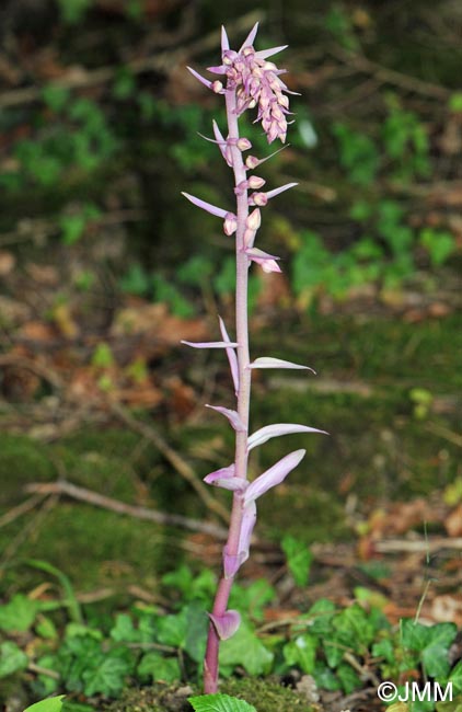 Epipactis purpurata f. rosea