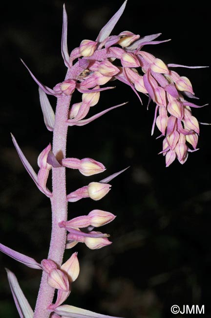 Epipactis purpurata f. rosea