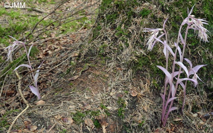 Epipactis purpurata f. rosea