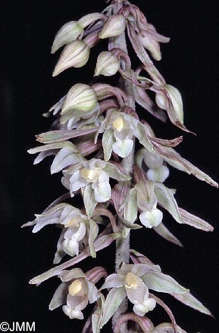 Epipactis purpurata f. rosea