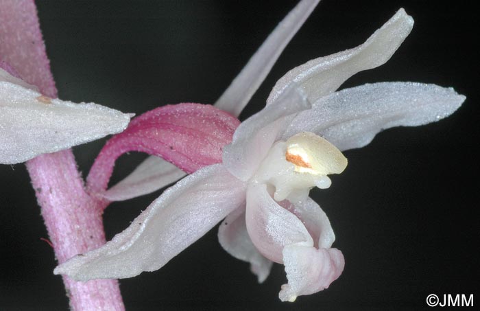 Epipactis purpurata f. rosea